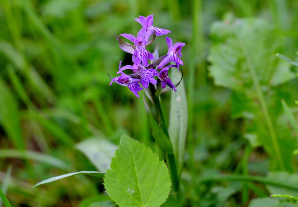 a purple flower in the green leafy grass