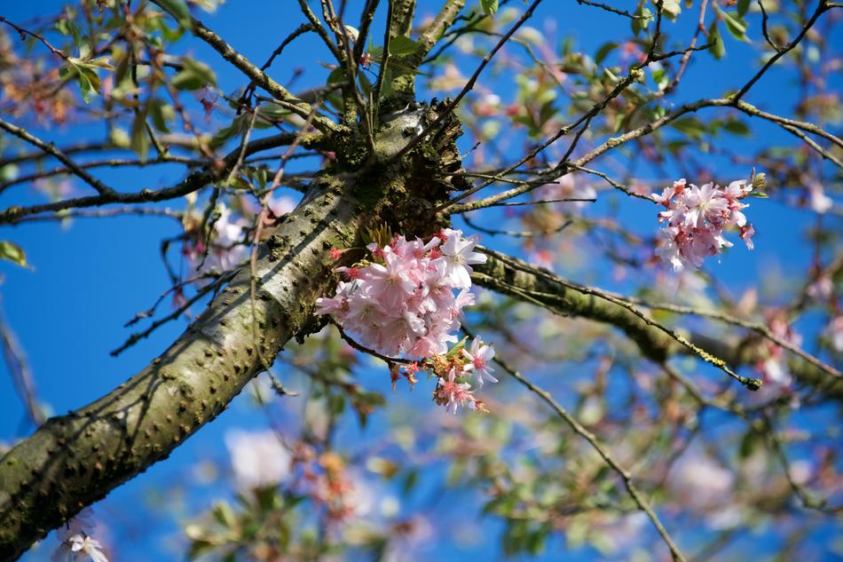 Tree Flower Branch