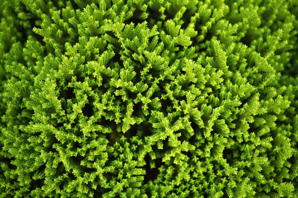 Nature Texture Plant