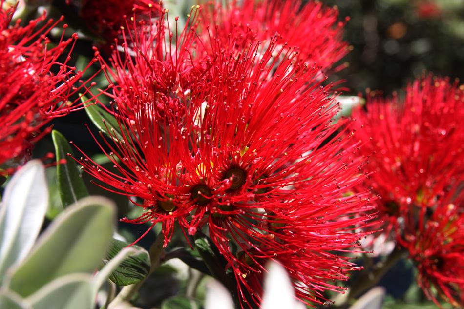 Flower Plant Nature