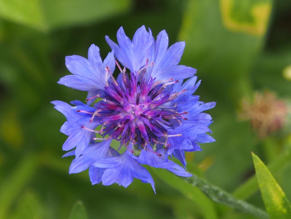 Nature Flower Summer