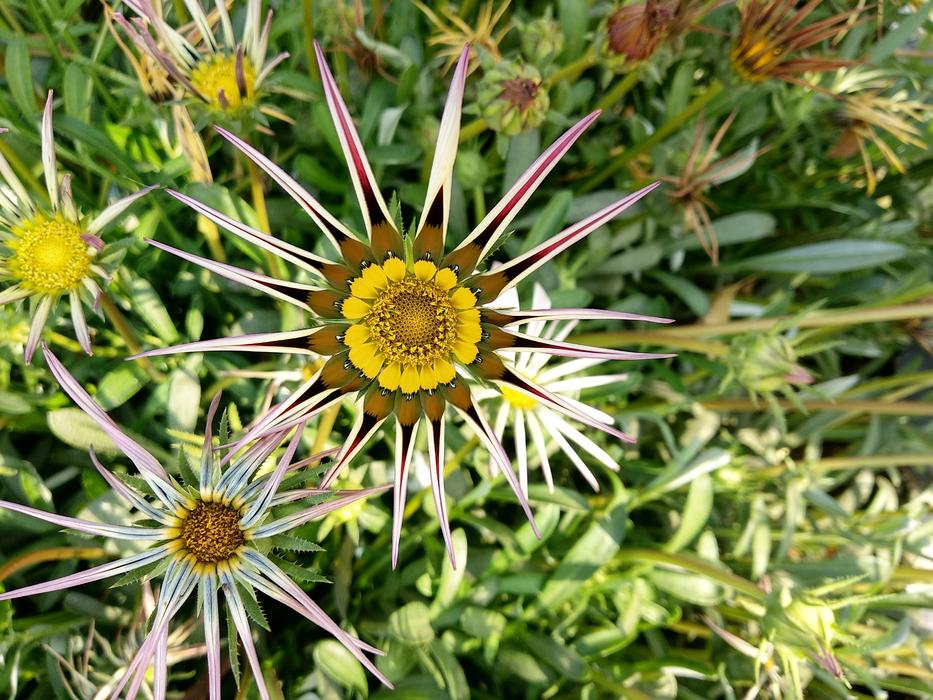Nature Flora Flower