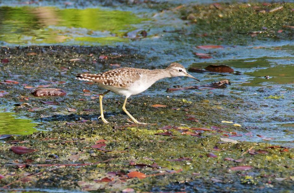 Nature Water Wildlife