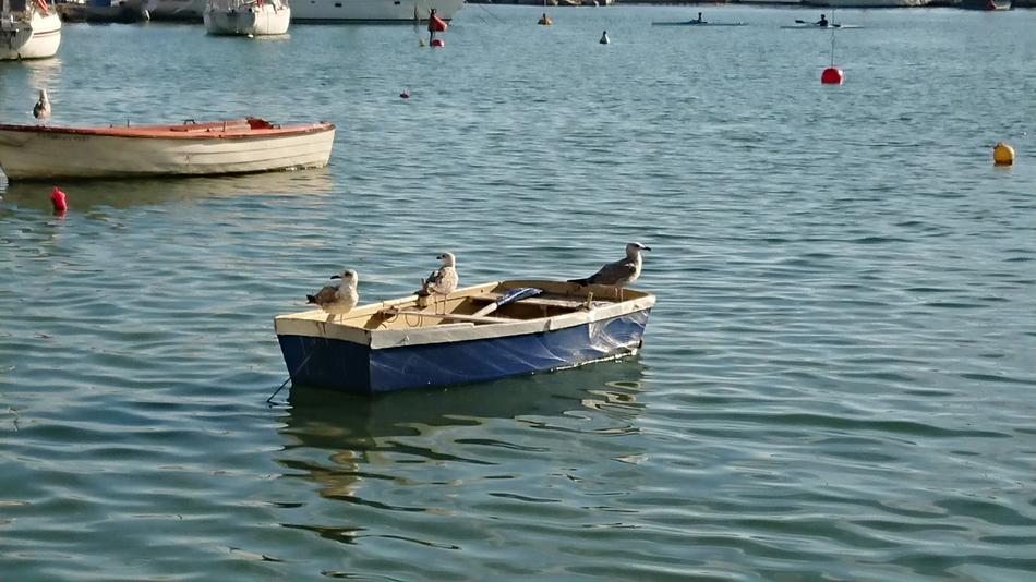 Seagull Marine Boat