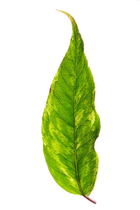 Leaf Nature Growth