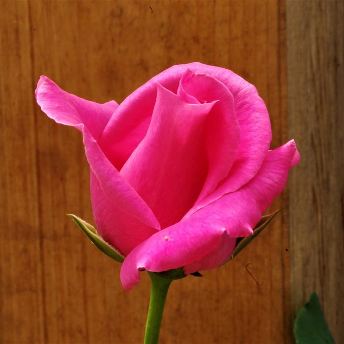Flower Rosa