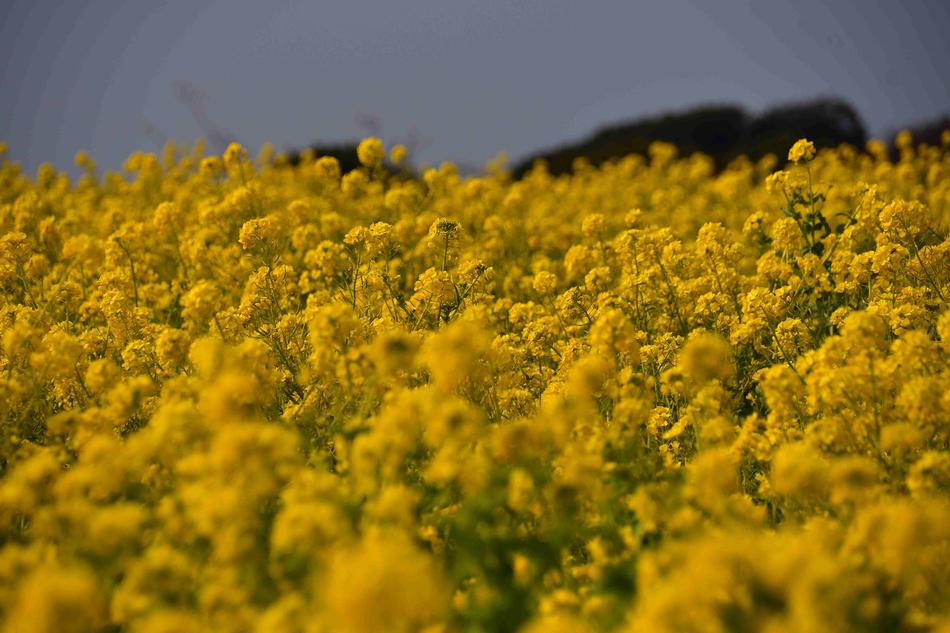 Field The Agricultural Commercial