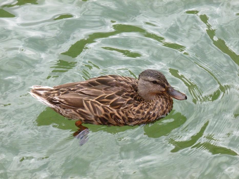 Duck Water Swim
