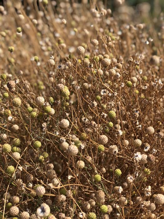 Plant Agriculture Nature