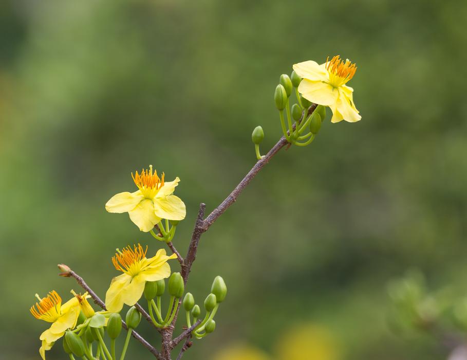 Nature Flower Viet