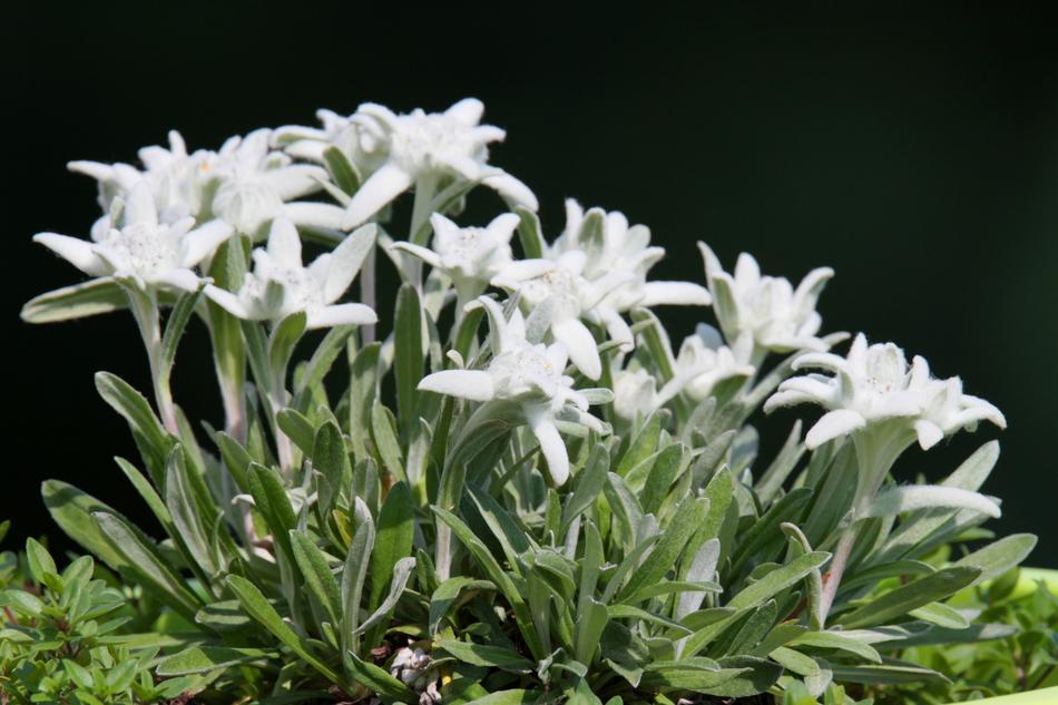 Edelweiss Alpine Flower