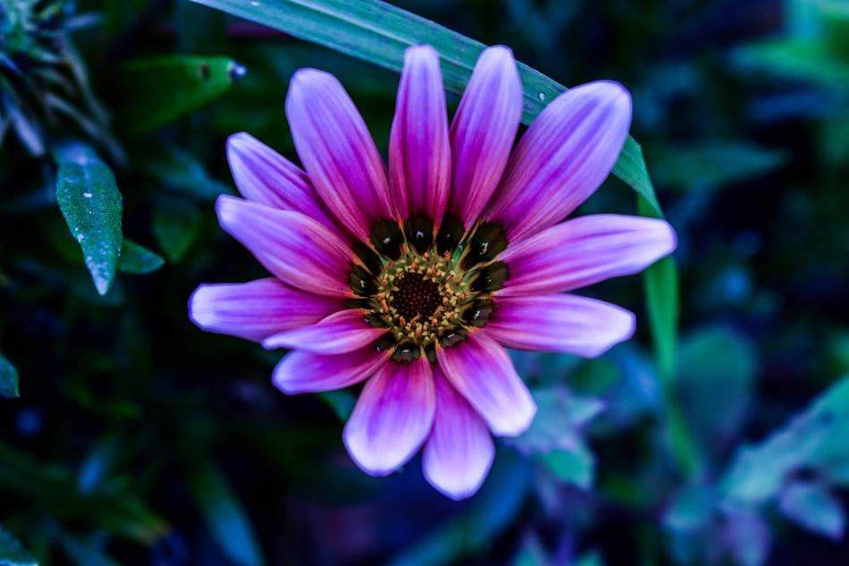 Flower Beautiful