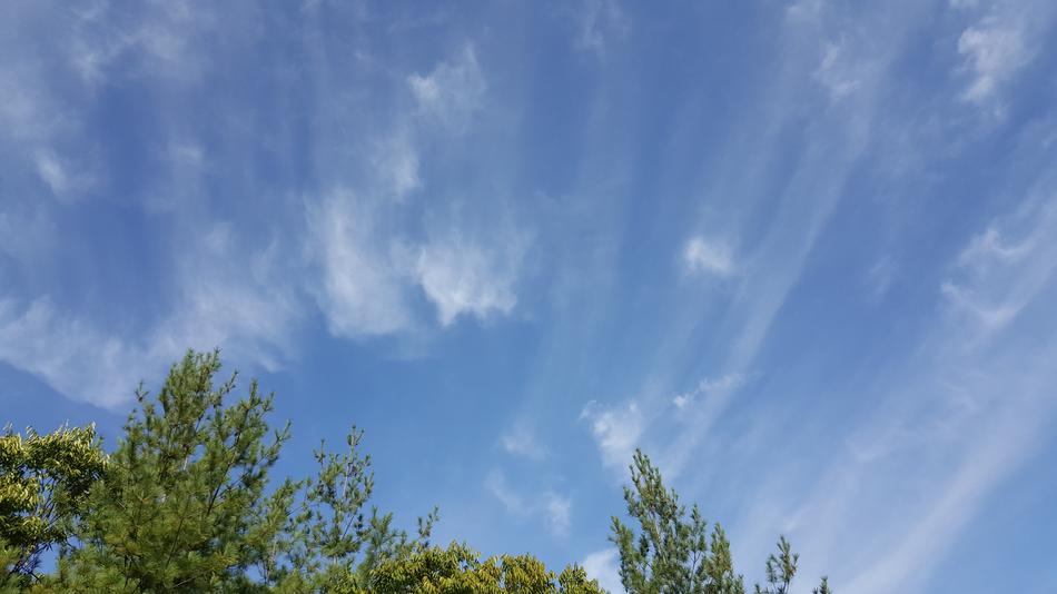 clear sky blue with trees