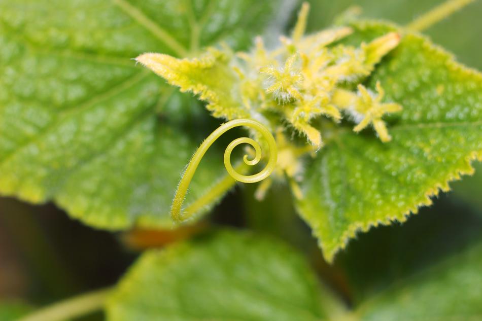 Sheet Nature Plant