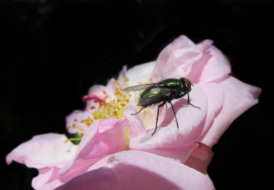 Fly Roses Insect free image download