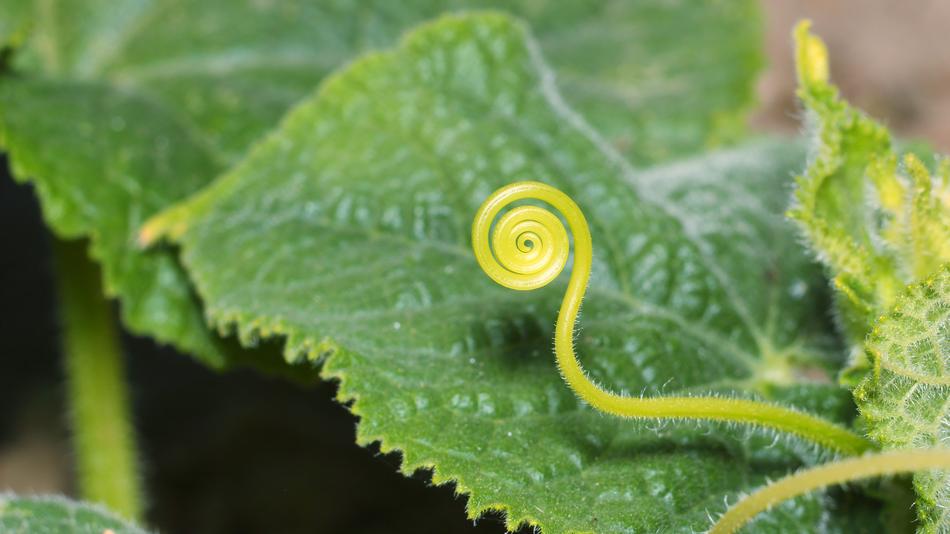 Sheet Nature Plant