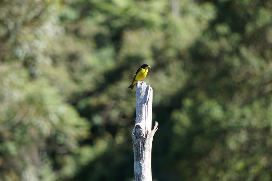 Nature Bird Outdoors