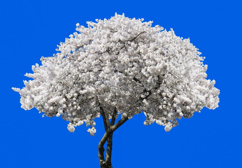 Nature Tree Blossom