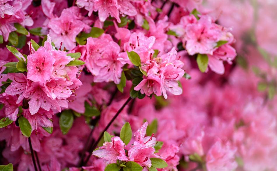 Spring Azalea Garden