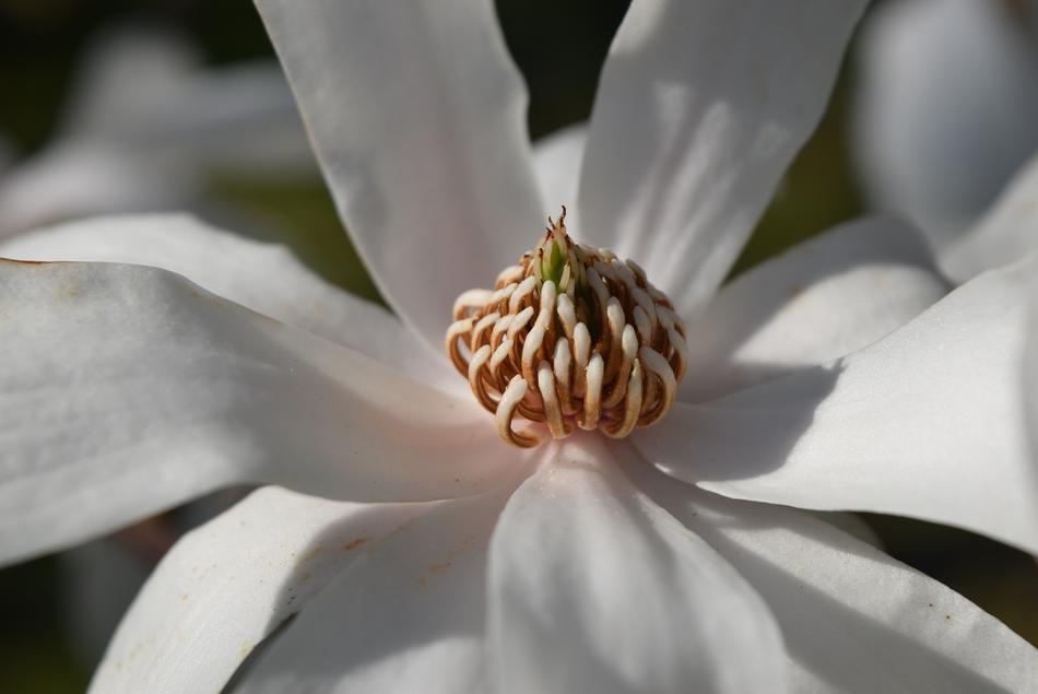 white flower with a beautiful center
