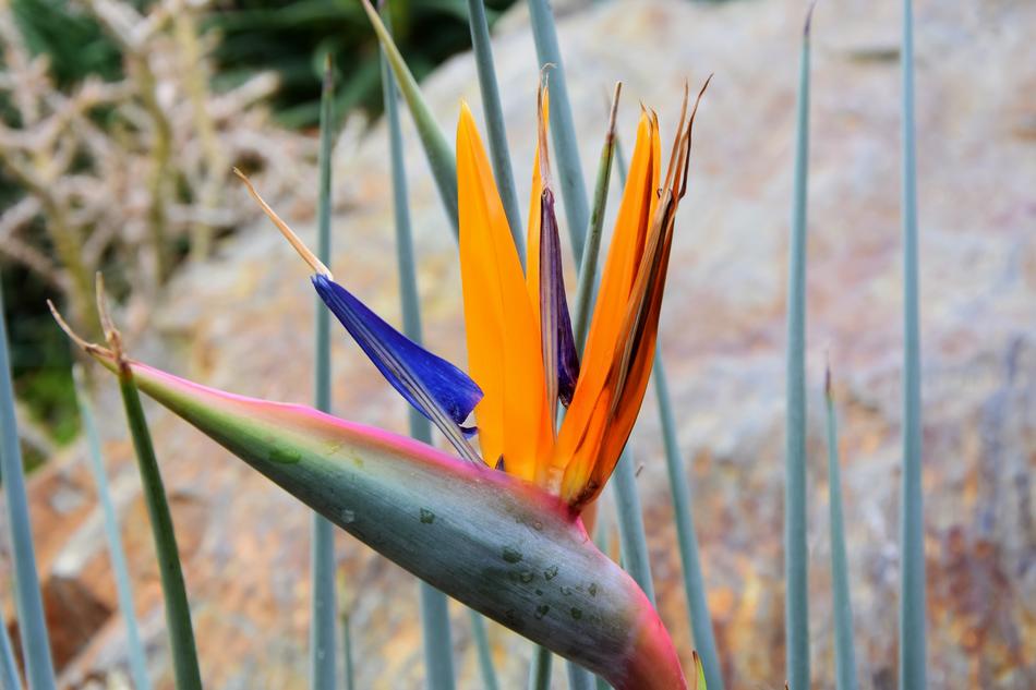 Bird Of Paradise Flower Caudata
