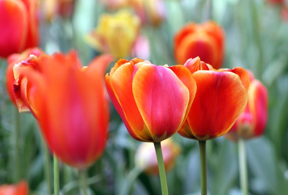 Red Orange Flower