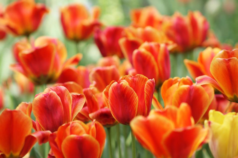 Red Yellow Orange