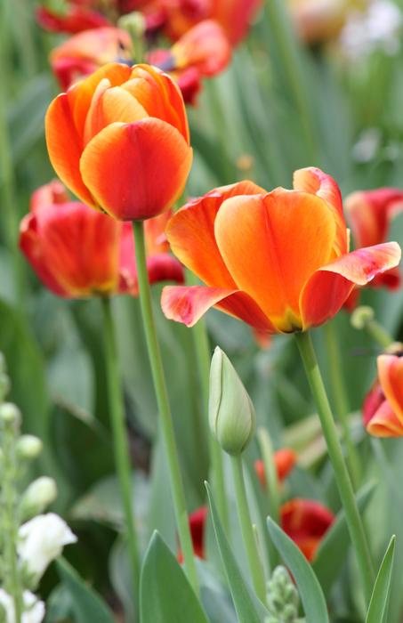 Pink Orange Flower