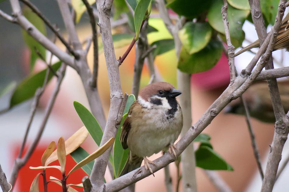 Nature Tree Bird