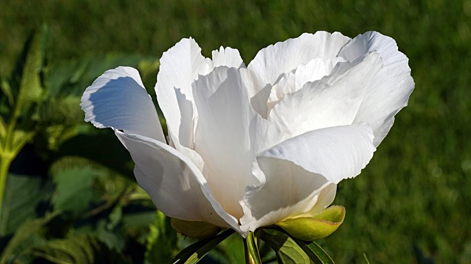 Peony White Blossom