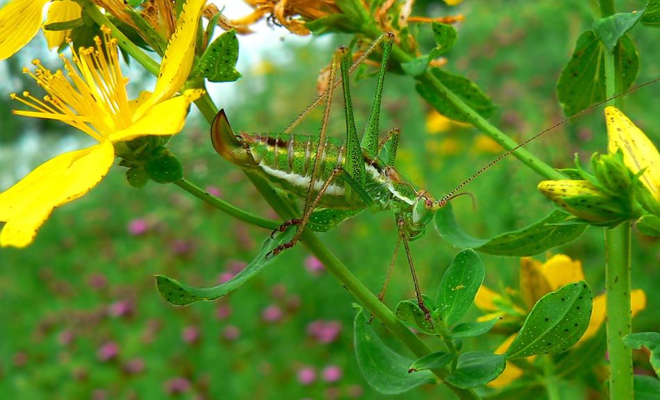 Nature Leaf Flora