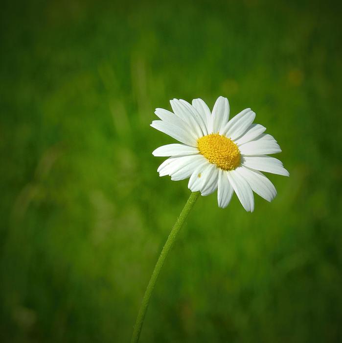 Meadow Flower