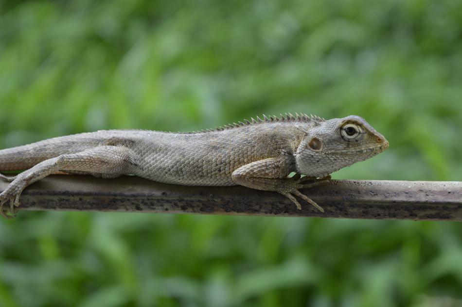 Chameleon Nature Animal