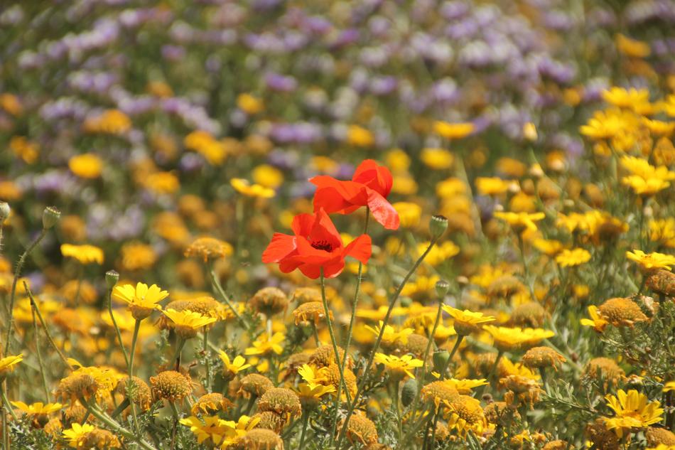 Flower Nature Plant
