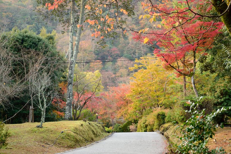 Autumn Tree Japan