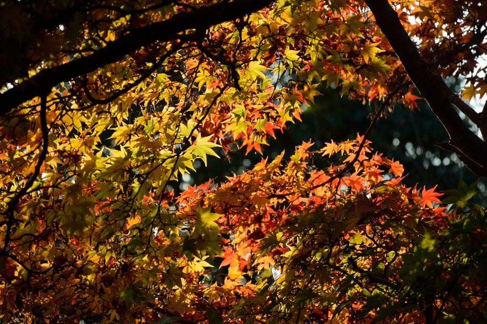 Autumn Tree Japan