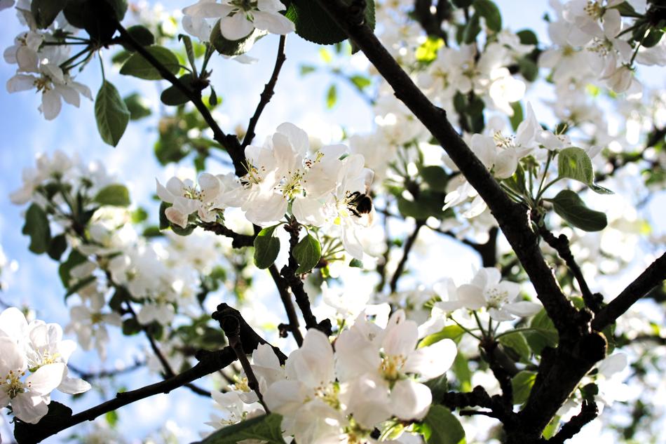 Nature Tree Blossom