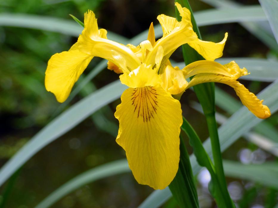 Iris Blossom Bloom Swamp