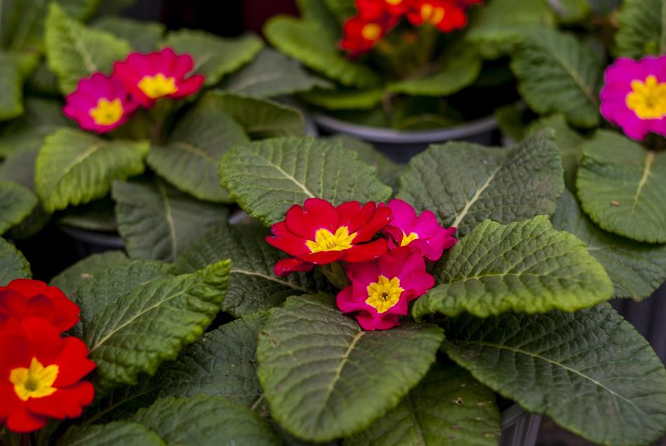 Flower Nature Plant