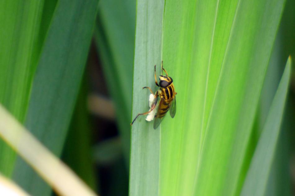 Nature Insect Wasp