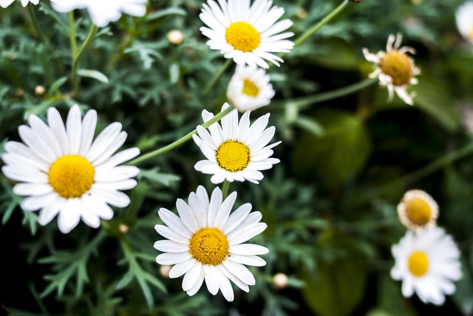 Nature Plant Flower