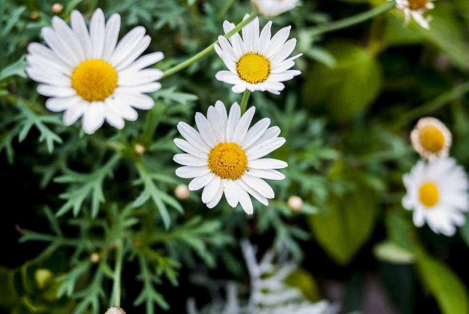 Nature Plant Flower