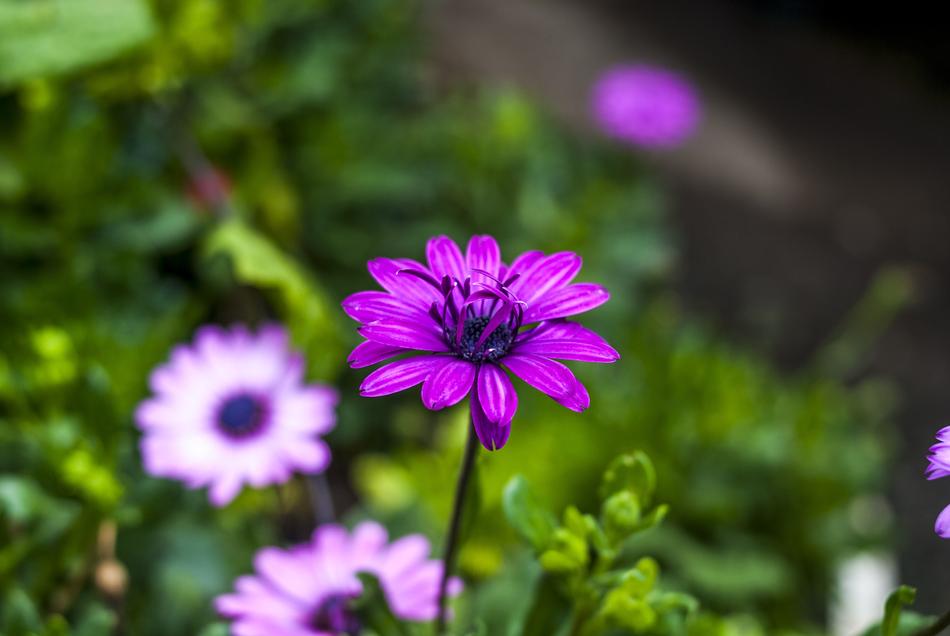 Flower Nature Plant