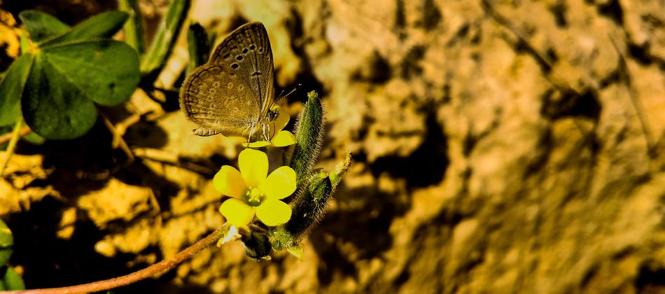 Nature Outdoors Flower