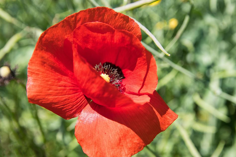 Poppy Blossom Bloom