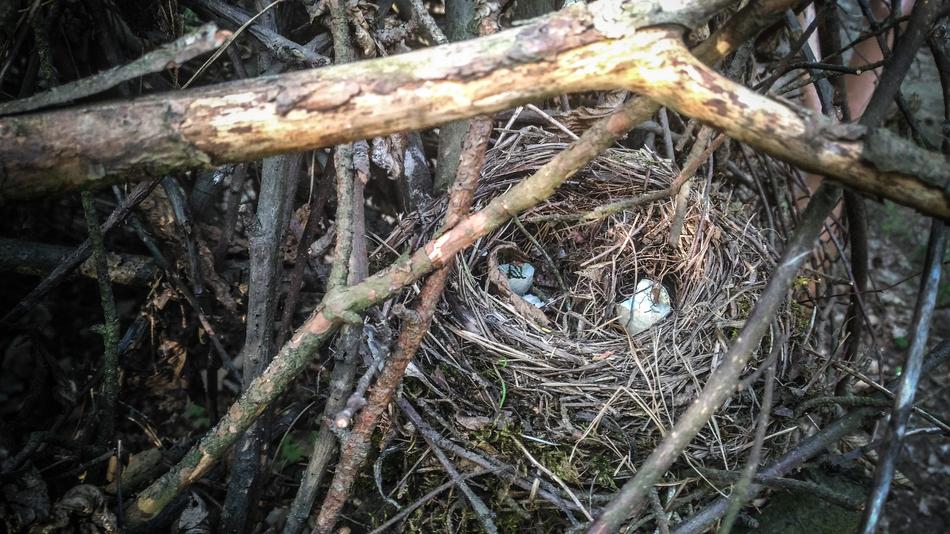 Socket Birds Bird'S Nest
