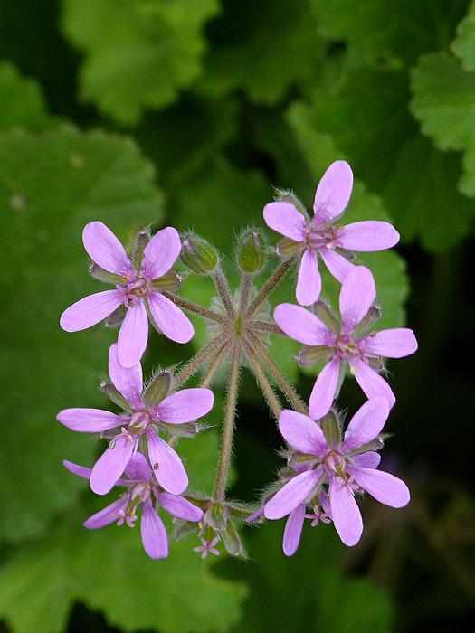 Flower Plant Nature