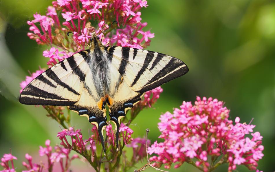 Nature Insects Butterfly
