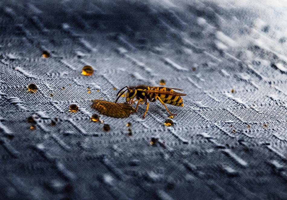 Nature Insect Animal