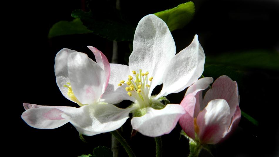 Apple Tree Flower Apple-Blossom